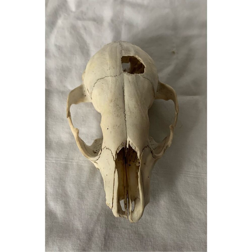 Real RACCOON Skull Taxidermy Skeleton Bones Weathered Cottage Core Goth - Picture 4 of 7